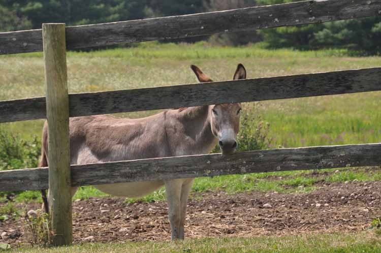 burro